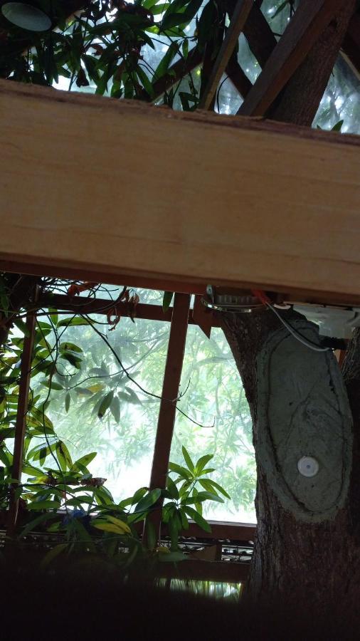 Treehouse Above The Beach Πορτ Αντόνιο Εξωτερικό φωτογραφία